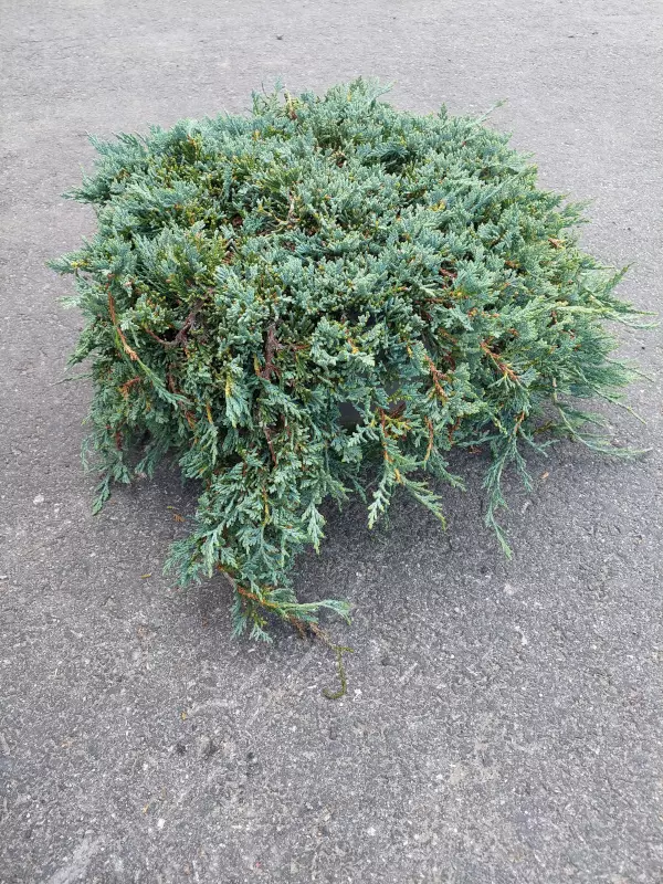 Sinilaakakataja Icee Blue 40-50 - Katajat - AB10010011330 - 1