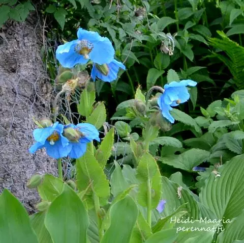 Sinivaleunikko - Perennat - AB10010010410 - 1