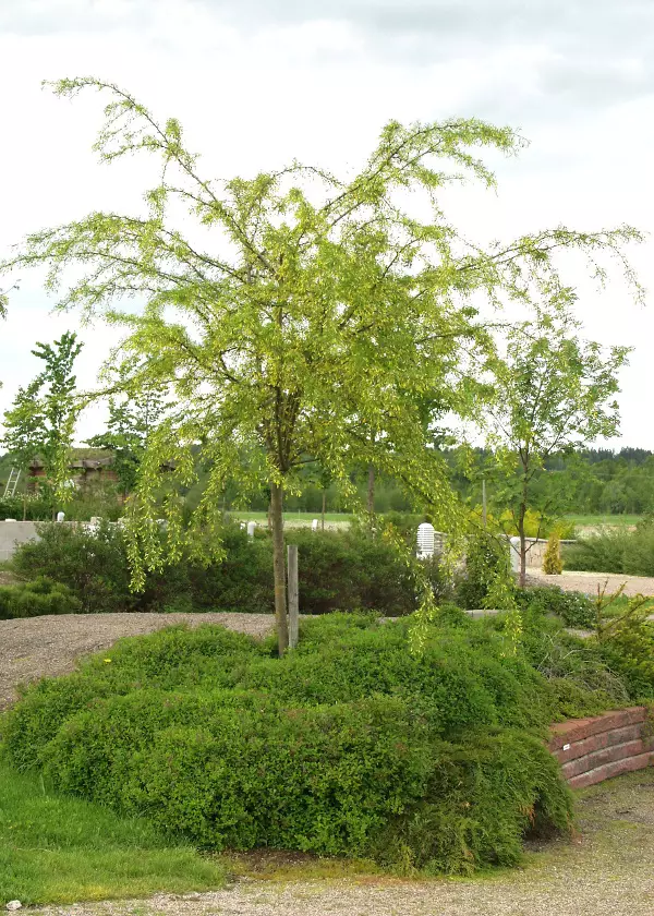 Sulkahernepuu Lorbergii 120 cm - Pikkupuut / rungolliset pensaat - 3940525103350 - 1