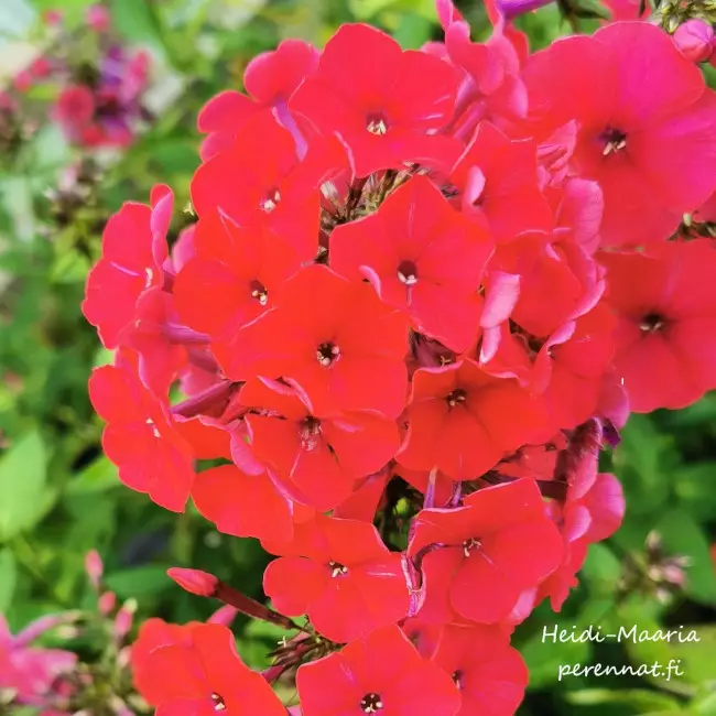 Syysleimu Red Riding Hood - Perennat - AB10010011180 - 1