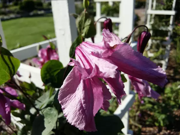 Tarhakellokärhö Aljonushka - Clematikset - 3944476032370 - 1