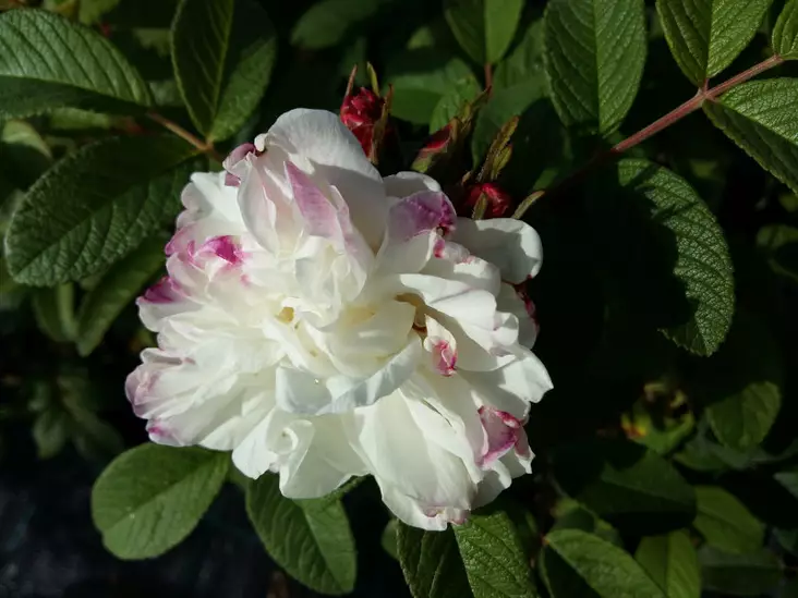 Tarhakurtturuusu Louise Bugnet - Pensasruusut - AB10010010620 - 1