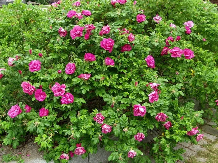 Tarhakurtturuusu Scarlet Pavement - Pensasruusut - 3940564055740 - 1