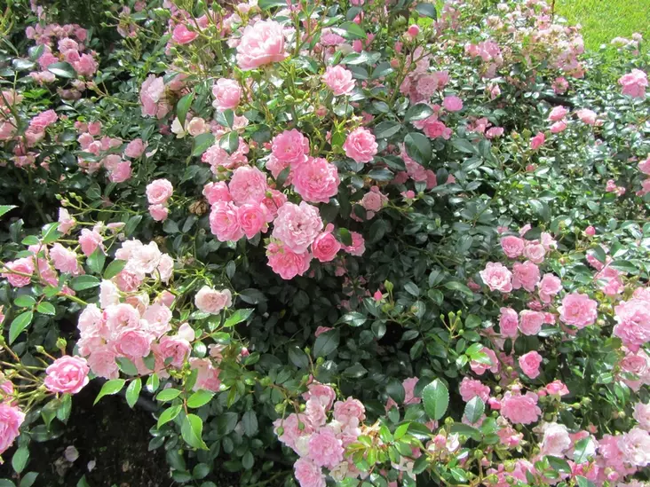 The Fairy maanpeiteruusu - Ryhmäruusut oma tuotanto - 3941045165910 - 1