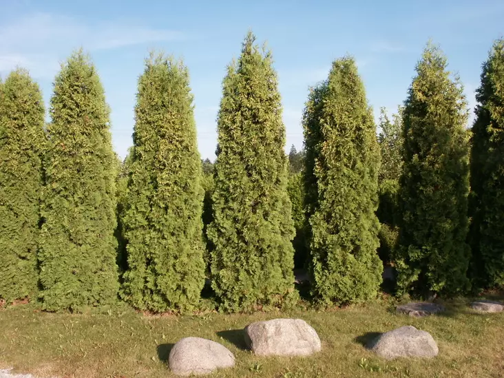 Timanttituija Smaragd - Tuijat - 3940564810950 - 1