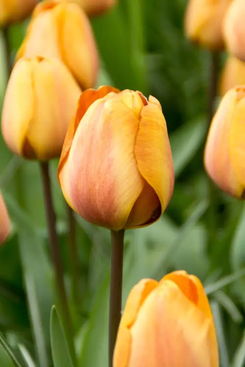 Tulppaani `Apricot Foxx` - Tulppaanit - AB10010011020 - 1