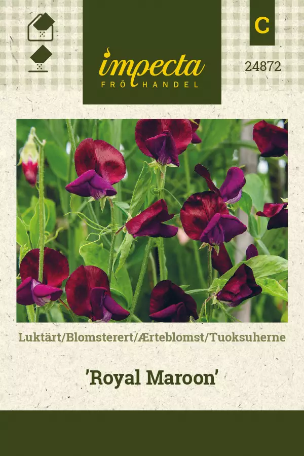 Tuoksuherne siemen - Annossiemenet - 7332756248720 - 1