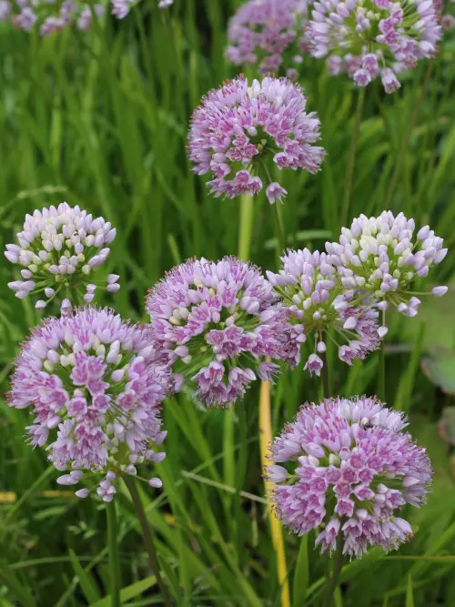 Vaarinlaukka - Perennat - 6417481281950 - 1