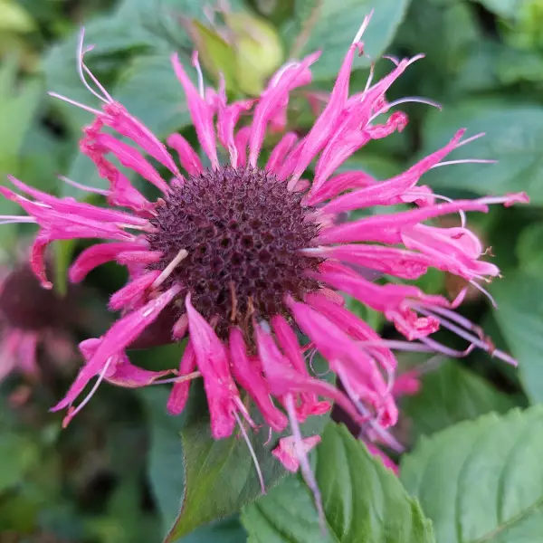 Punaväriminttu Balmy Pink - Perennat - 6430019384190 - 1