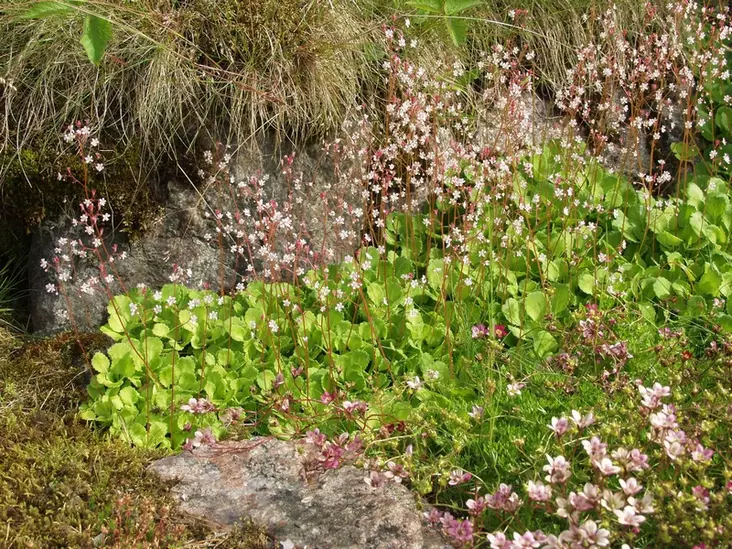 Varjorikko - Perennat - 6430019381960 - 1