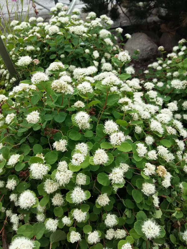 Verhokoivuangervo Lumikki FinE® - Astiataimet - 3940595027150 - 1