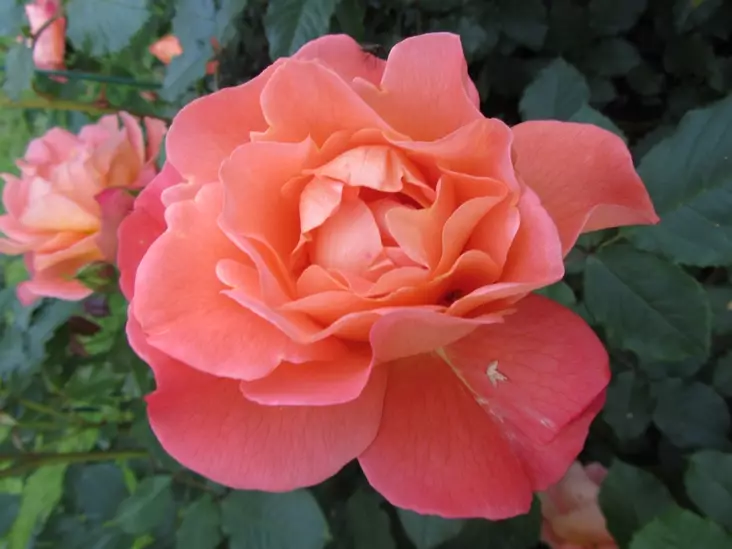 Westerland ryhmäruusu - Ryhmäruusut oma tuotanto - 3944846222820 - 1