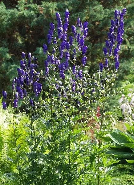 Aitoukonhattu - Perennat - 6430019380031 - 1