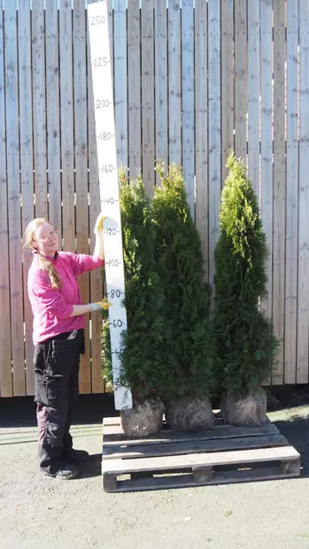 Ennakkotuija paakku Smaragd 150-175 - Tuijat - AB10010010431 - 1