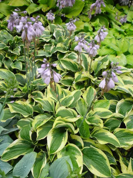 Jalokuunlilja Pilgrim - Perennat - 6417481280281 - 1