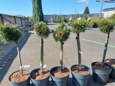 Kääpiövuorimänty Benjamin runko 40 - Männyt - AB10010010741 - 1