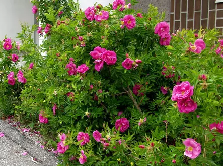 Keijunruusu Darts Defender - Pensasruusut - 3940564059311 - 1