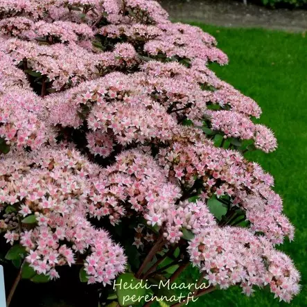 Komeamaksaruoho Matrona - Perennat - AB10010012201 - 1