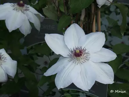 Loistokärhö Miss Bateman - Clematikset - AB10010010601 - 1