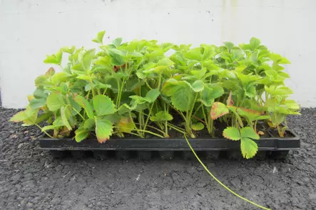 Mansikka Honeoye FinE® LTK 66 kpl - Mansikat - 6417189708001 - 1