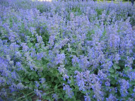 Mirrinminttu - Perennat - 6430019381441 - 1