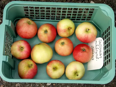 Omenapuu Tallinnan Päärynäomena 150-200 - Omenapuut - 3941084454761 - 1