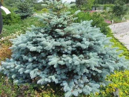 Pallohopeakuusi Glauca Globosa - Kuuset - AB10010012231 - 1