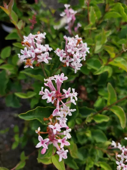 Pikkusyreeni Flowerfesta White - Astiataimet - AB10010010941 - 1