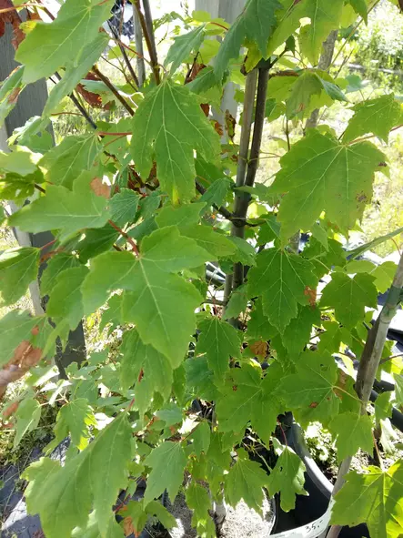 Punavaahtera 150-200 - Lehtipuut - AB10010010251 - 1