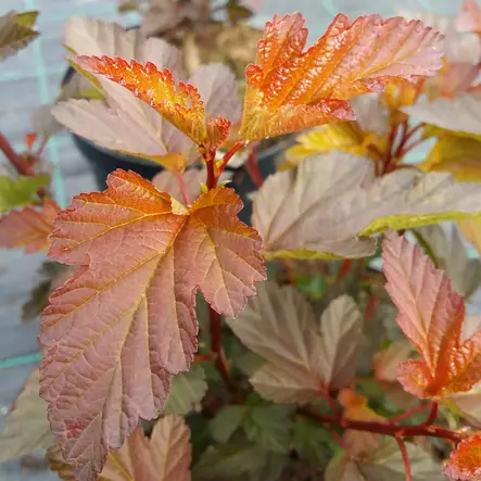 Purppuraheisiangervo Diable d'Or 120 - Pikkupuut / rungolliset pensaat - AB10010011801 - 1