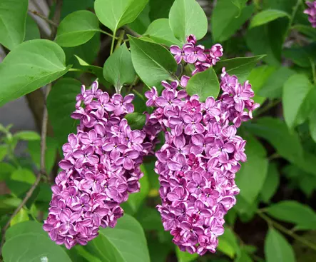 Rungollinen jalosyreeni Andenken an Ludwig Späth - Pikkupuut / rungolliset pensaat - AB10010011931 - 1