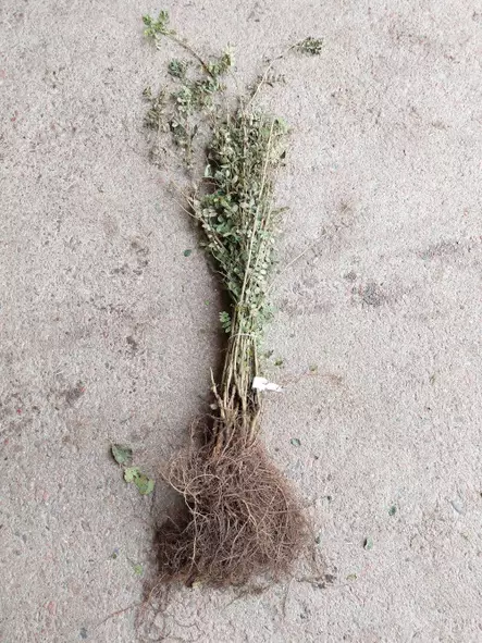 Siperianhernepensas aita - Avojuuriset aitakoon taimet - 3940533734201 - 2