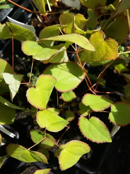 Tarhavarjohiippa - Perennat - 6430019380741 - 1