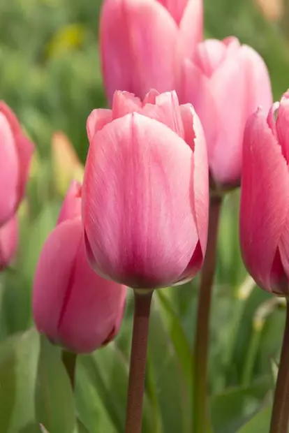 Tulppaani `Big Love` - Tulppaanit - AB10010012361 - 1