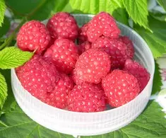 Vadelma Ottawa - Vadelmat - AB10010012381 - 1