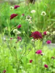 Etelänruusuruoho Red Knight - Perennat - 6417481280861 - 1