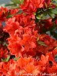 Puistoatsalea 'Nabucco' - Atsaleat - 6417189820161 - 1