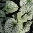 Rotkolemmikki Alexander's Great - Perennat - 6417481290051 - 1