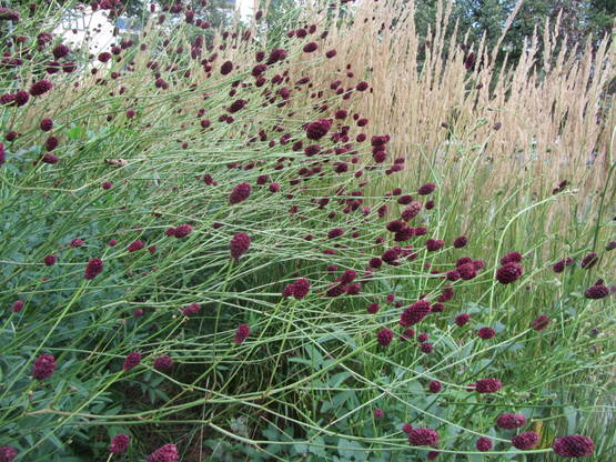 Punaluppio Tanna - Perennat - 6420613690131 - 1