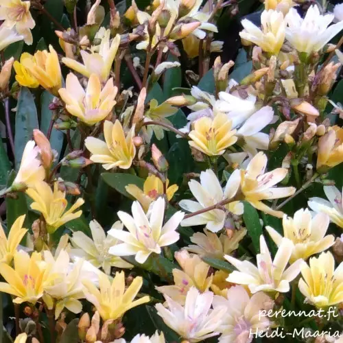 Tähtilevisia Little Mango - Perennat - 6430074595241 - 1