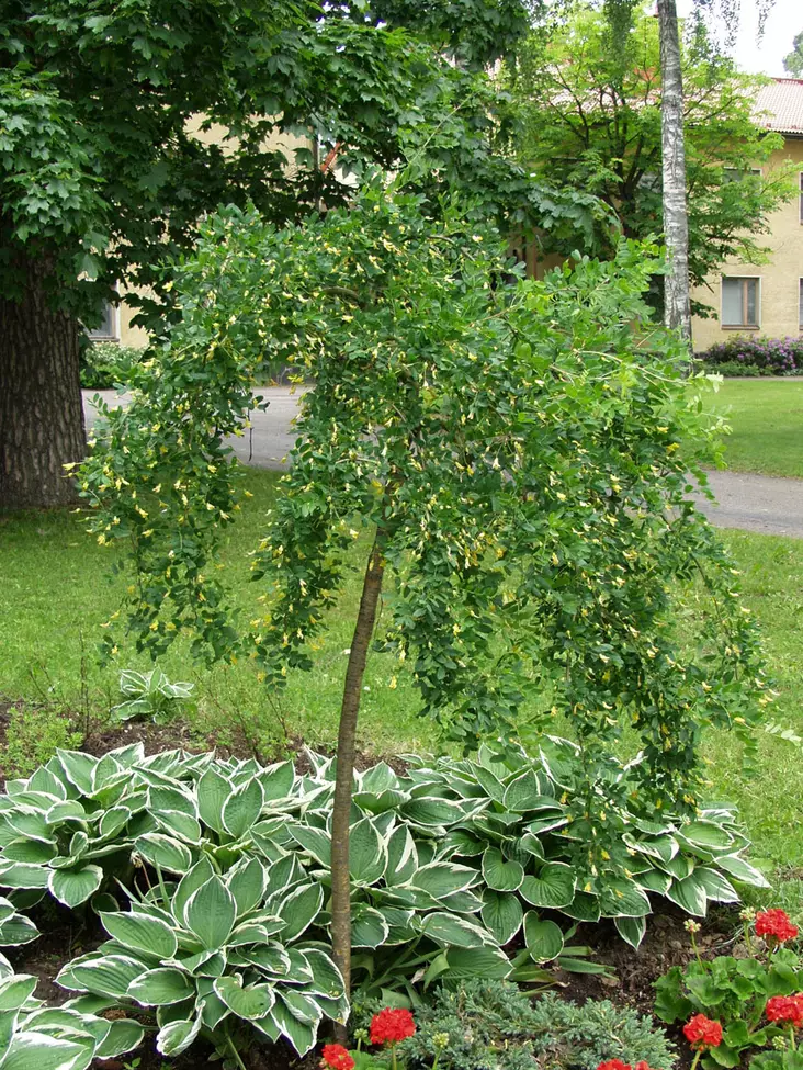 Riiippahernepuu Pendula - Riippapuut - AB10010011901 - 1