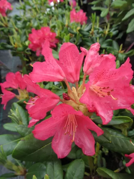 Alppiruusu Mauritz FinE 20-30 cm - Alppiruusut - 3948144934201 - 1