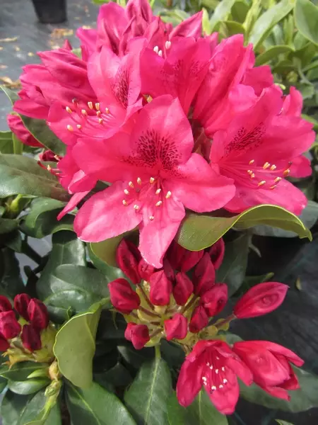 Alppiruusu Nova Zembla - Alppiruusut - AB10010012251 - 1