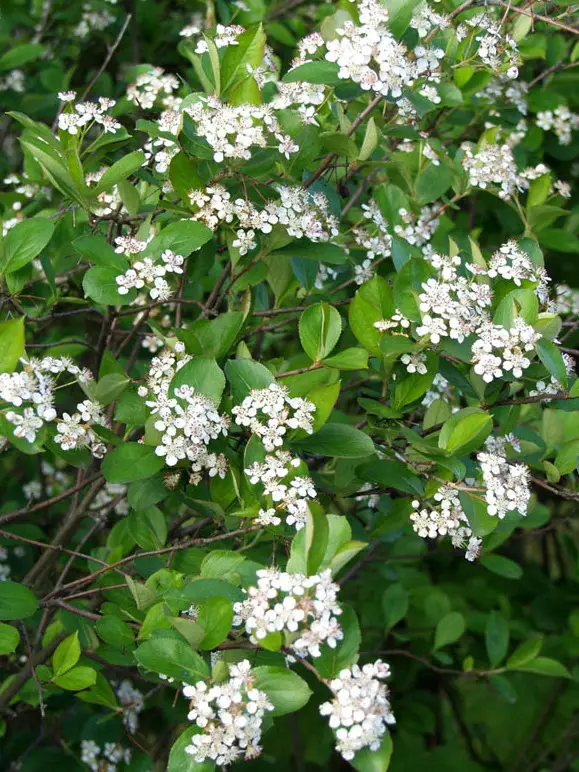 Aronia - Astiataimet - AB10010011001 - 1