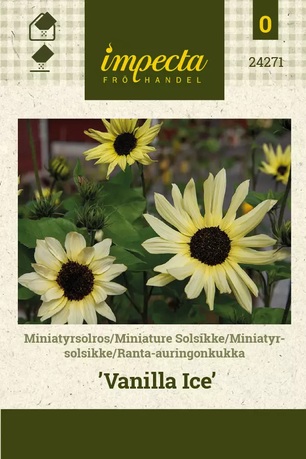 Auringonkukka, ranta- siemen - Annossiemenet - 7332756242711 - 1