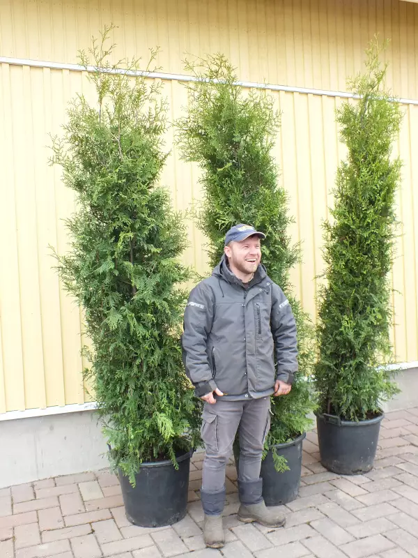 Ennakkotuija paakku Brabant 225-250 - Tuijat - AB10010010311 - 1