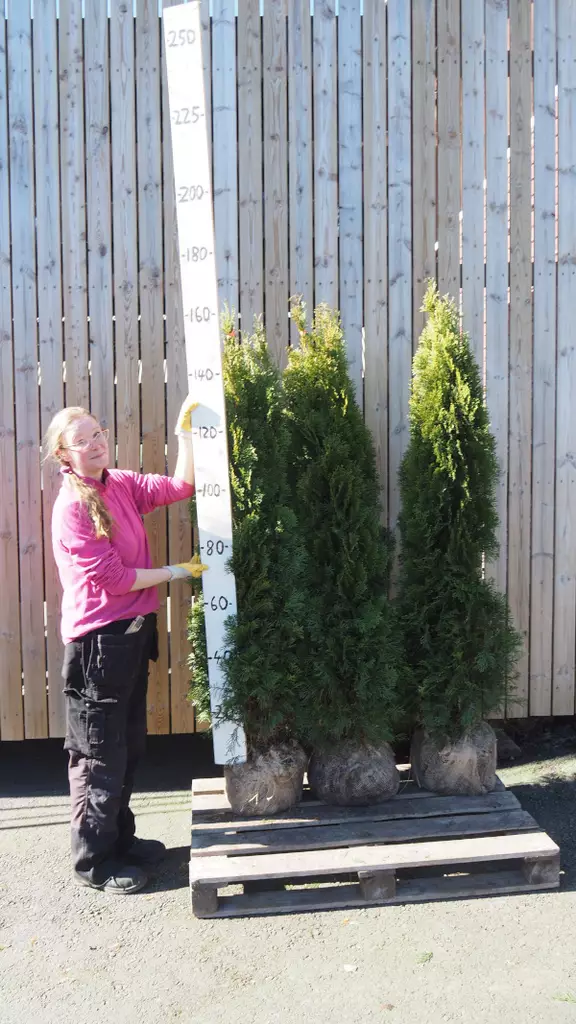 Ennakkotuija paakku Smaragd 150-175 - Tuijat - AB10010010431 - 1