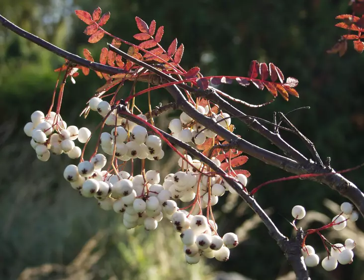 Korupihlaja 150-200 - Pikkupuut / rungolliset pensaat - 3940525195201 - 1