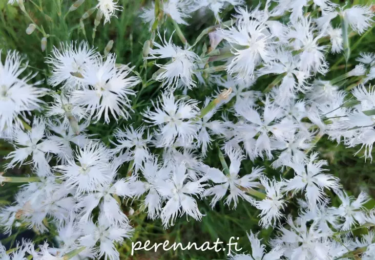 Hietaneilikka - Perennat - 6417481277991 - 1