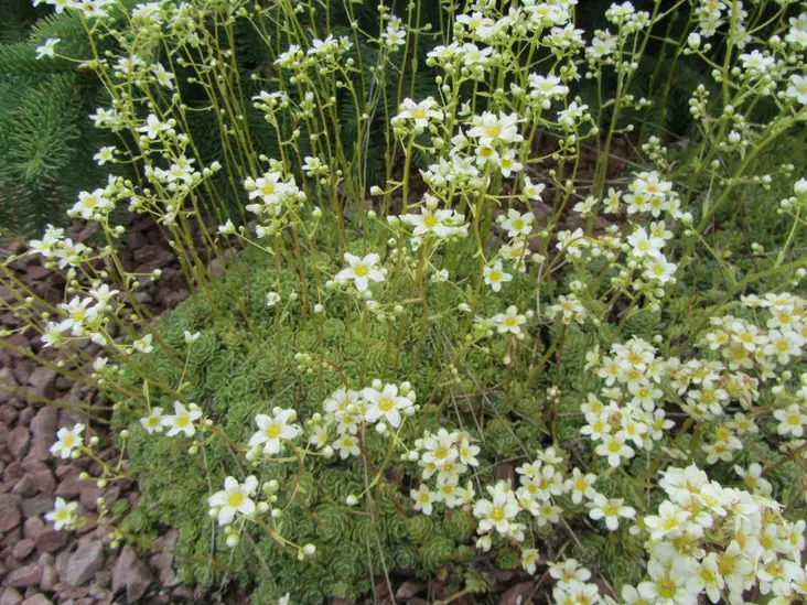 Hopearikko - Perennat - AB10010011181 - 1